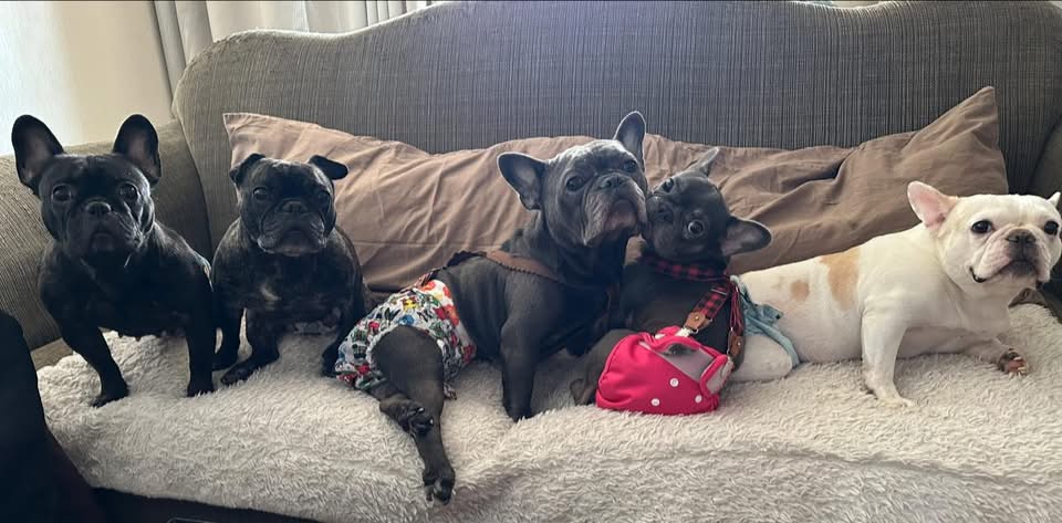 Several French Bulldogs sitting together on a couch