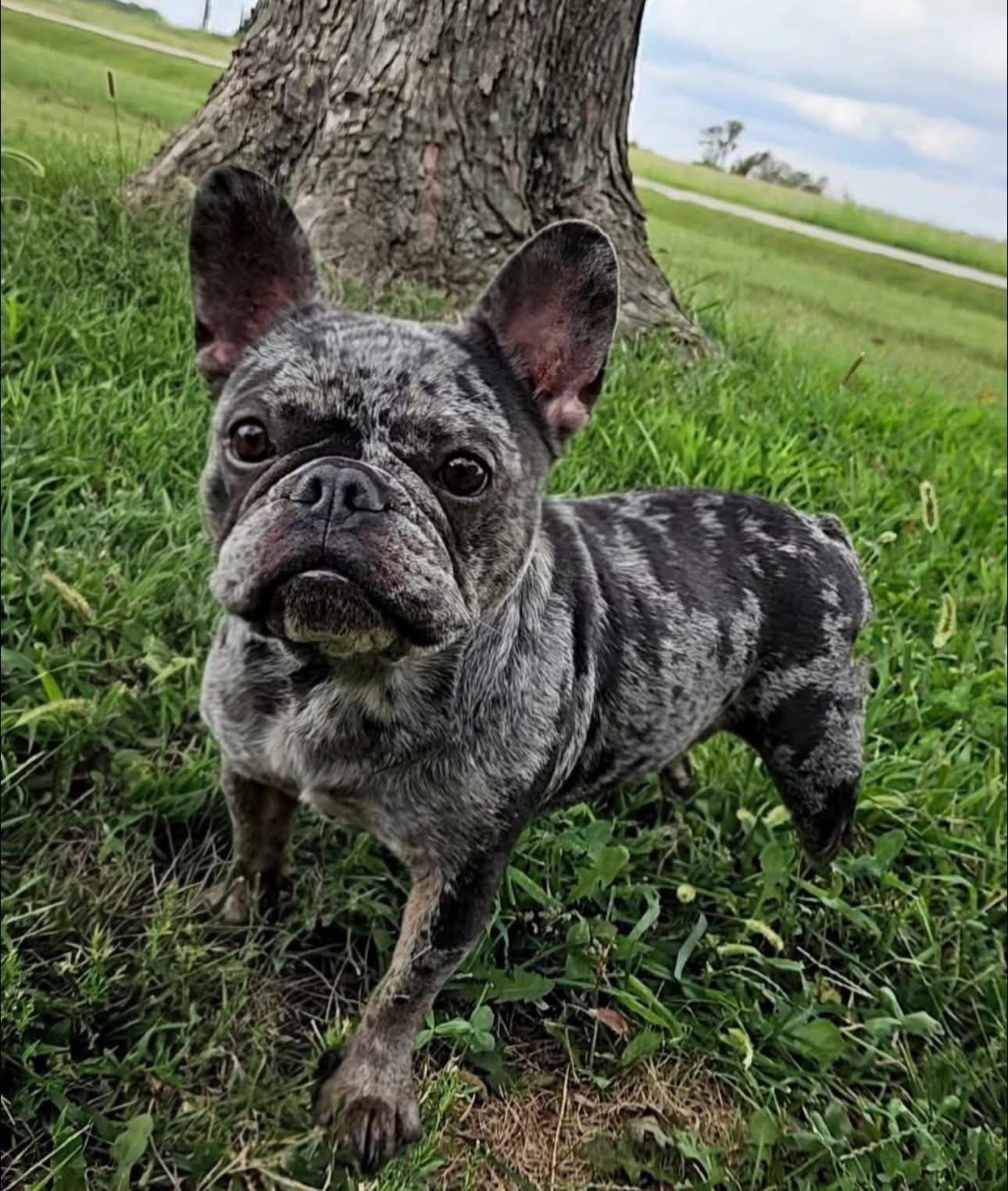 Gray and black French Bulldog with spotted coat sitting and looking forward
