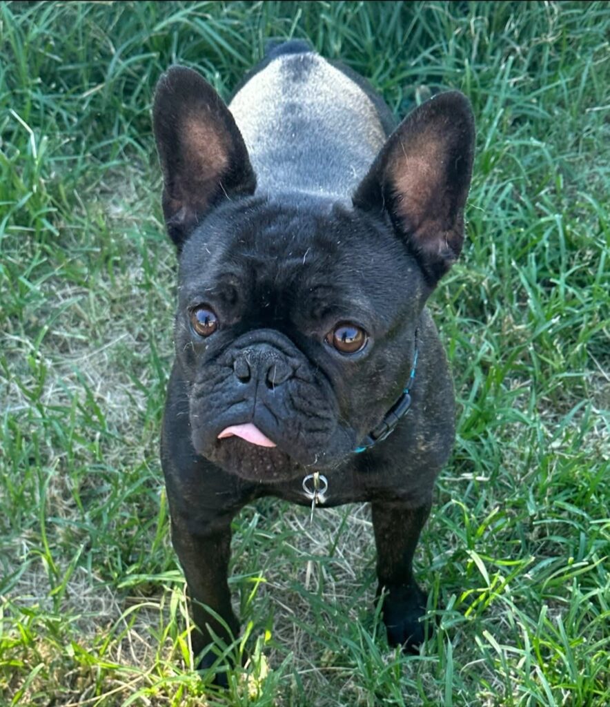 Black French Bulldog standing in green grass outdoors