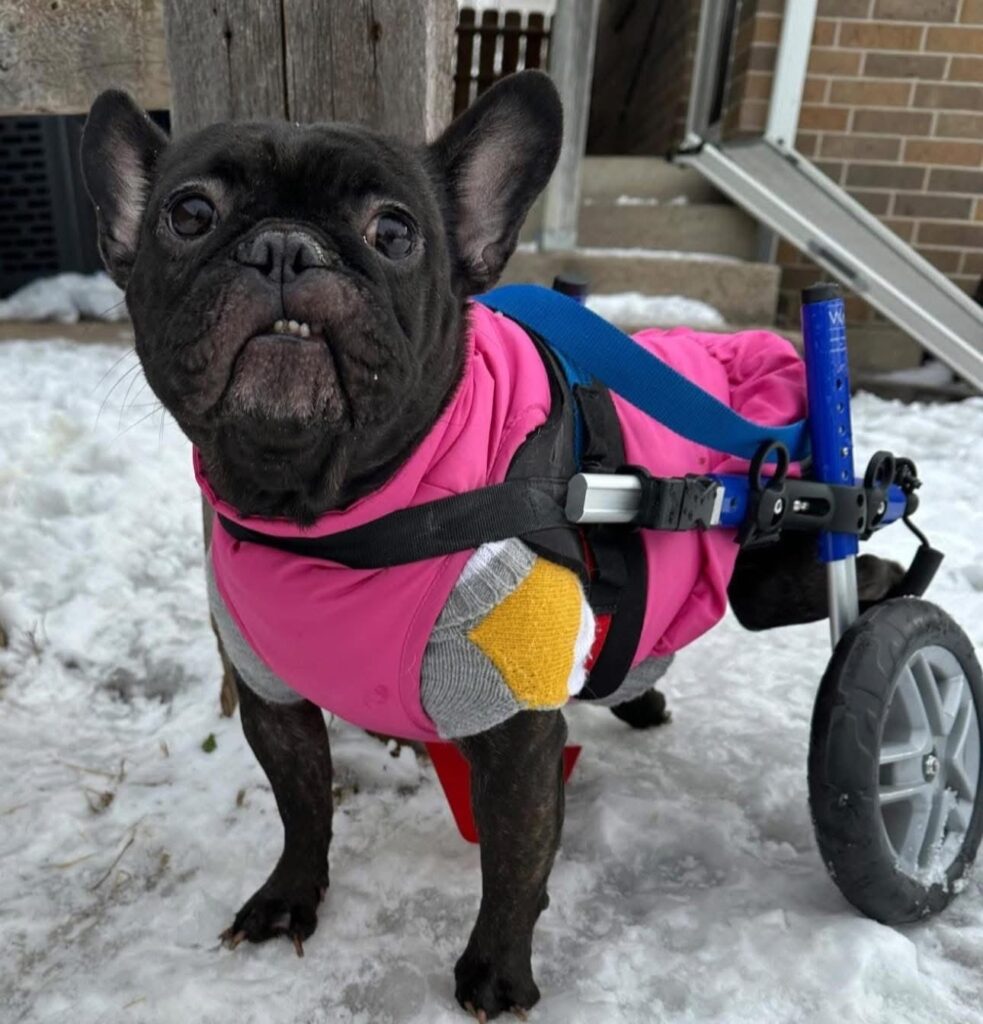 Black French Bulldog using a wheelchair for its back legs outside in the snow