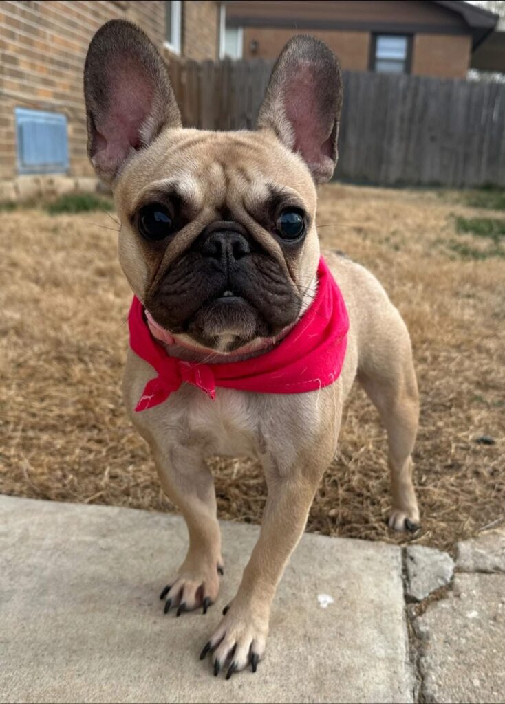 Tan French Bulldog and looking forward