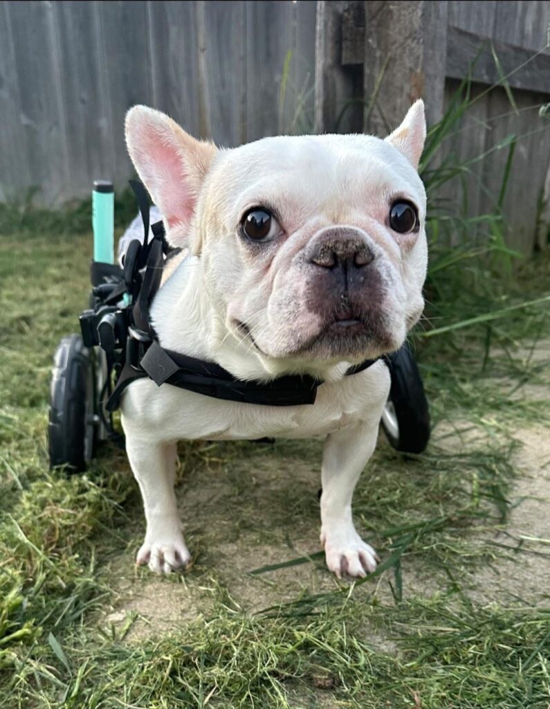 White French Bulldog using a wheelchair for its back legs