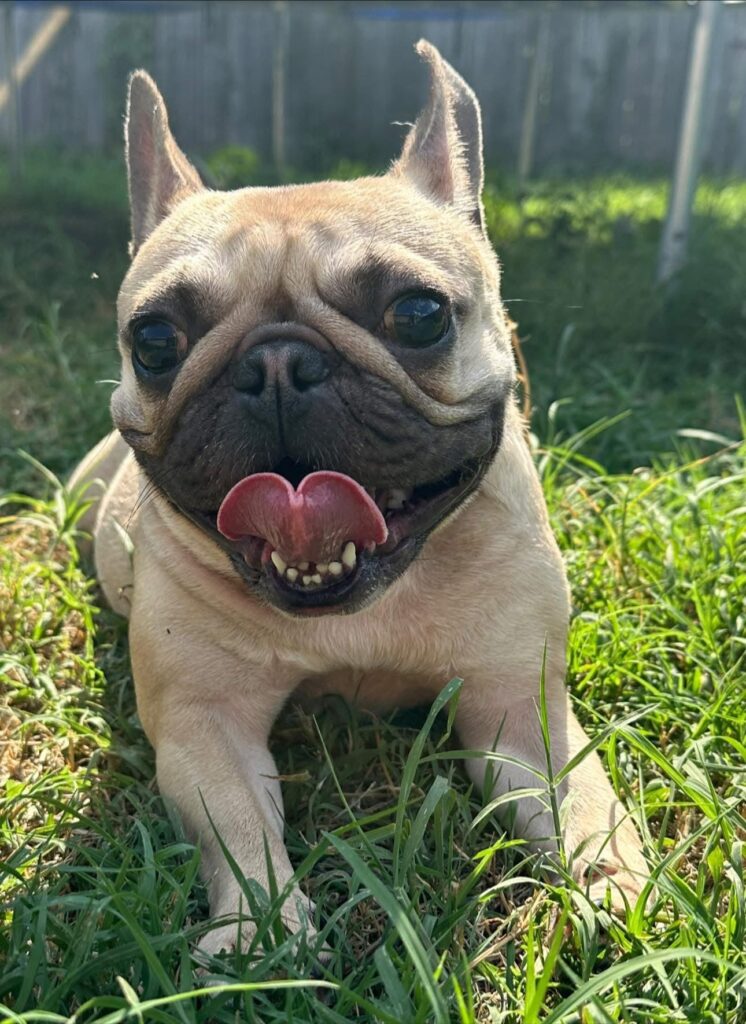 Tan French Bulldog laying down in green grass
