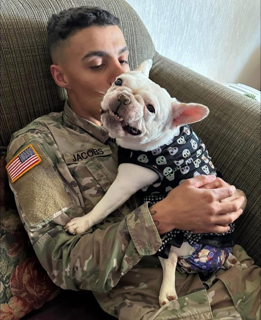 White French Bulldog sitting on the lap of a man wearing a military uniform