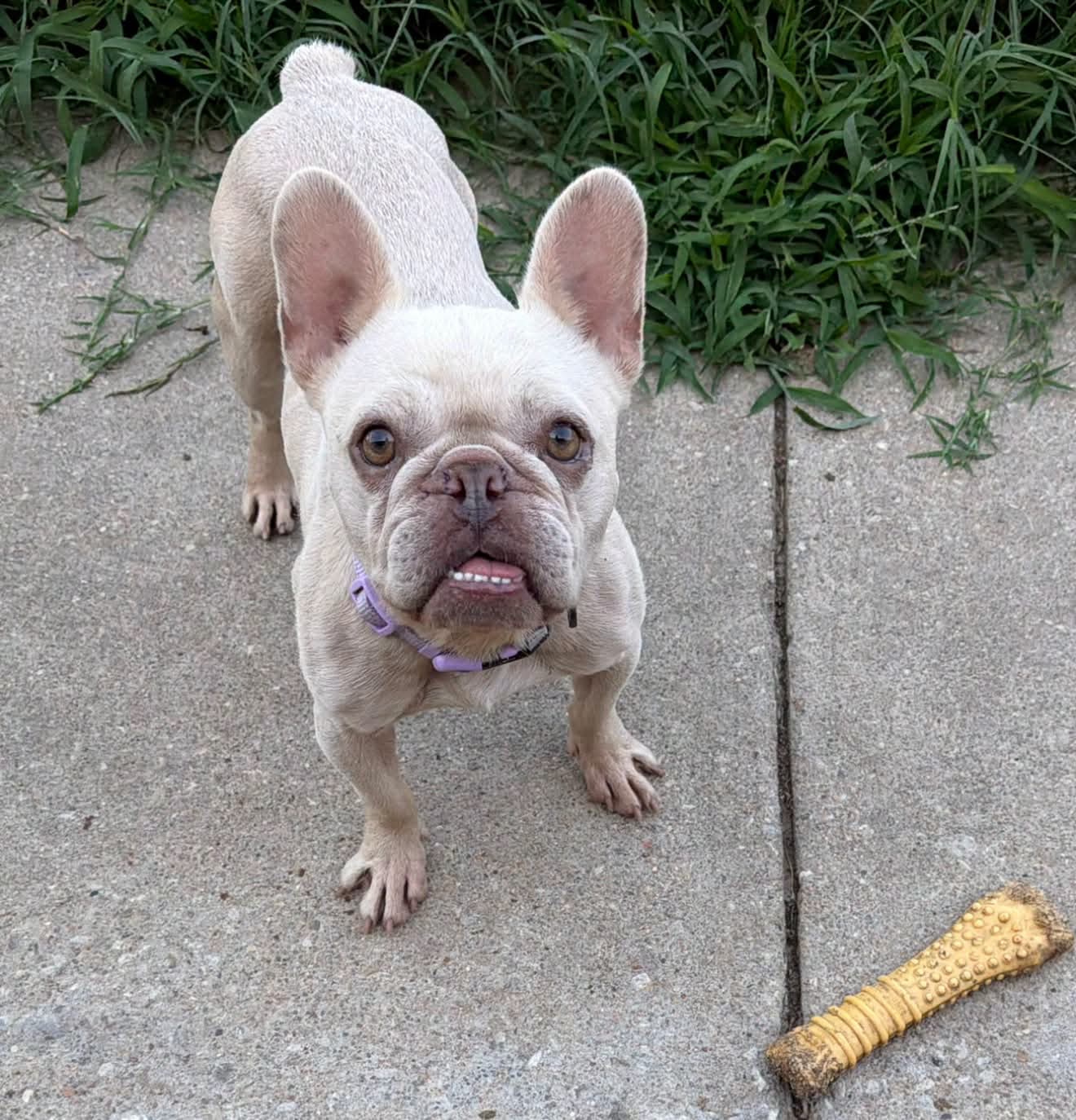 Piglet