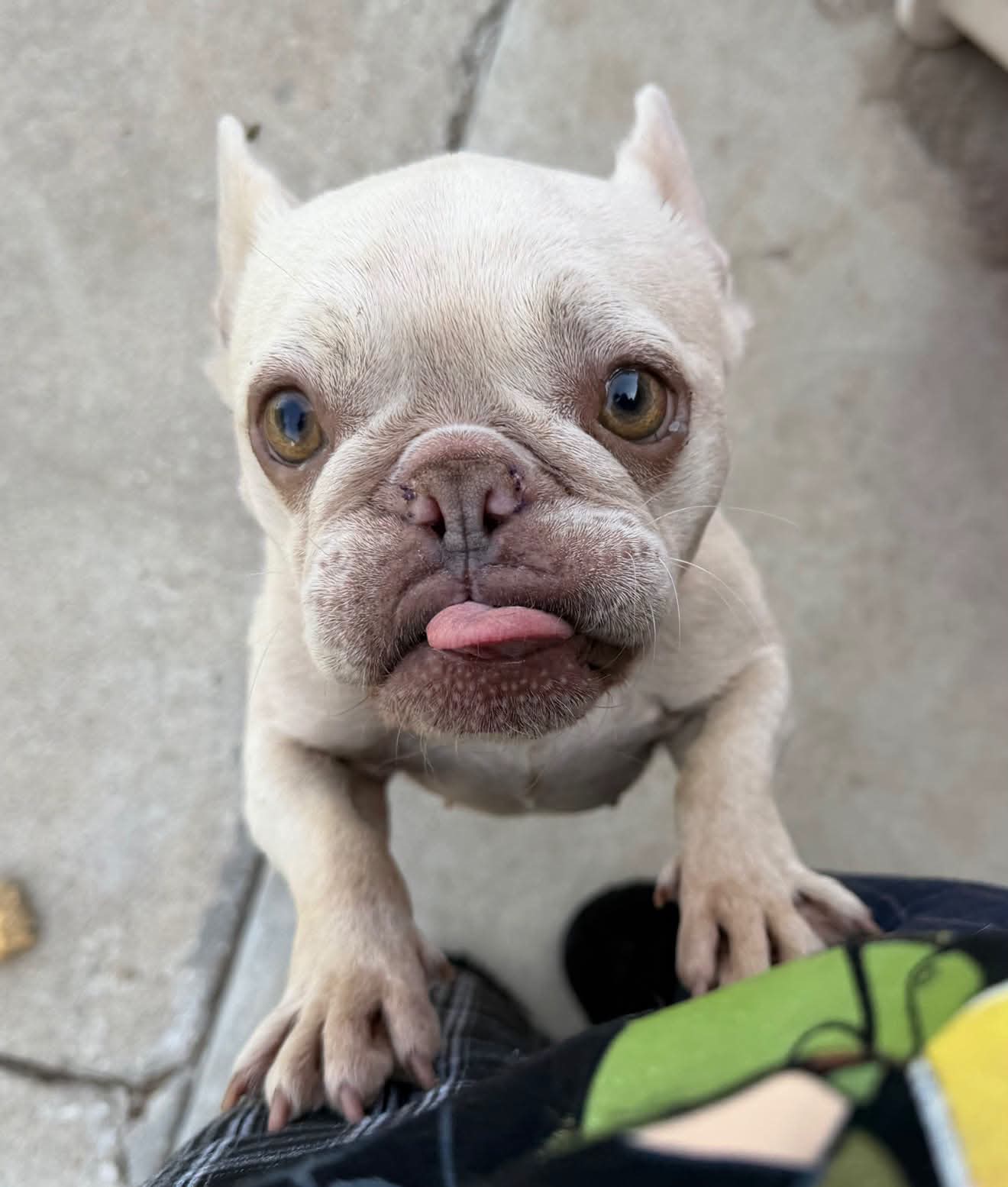 Piglet